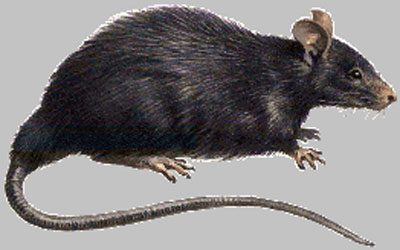 Norway Rat