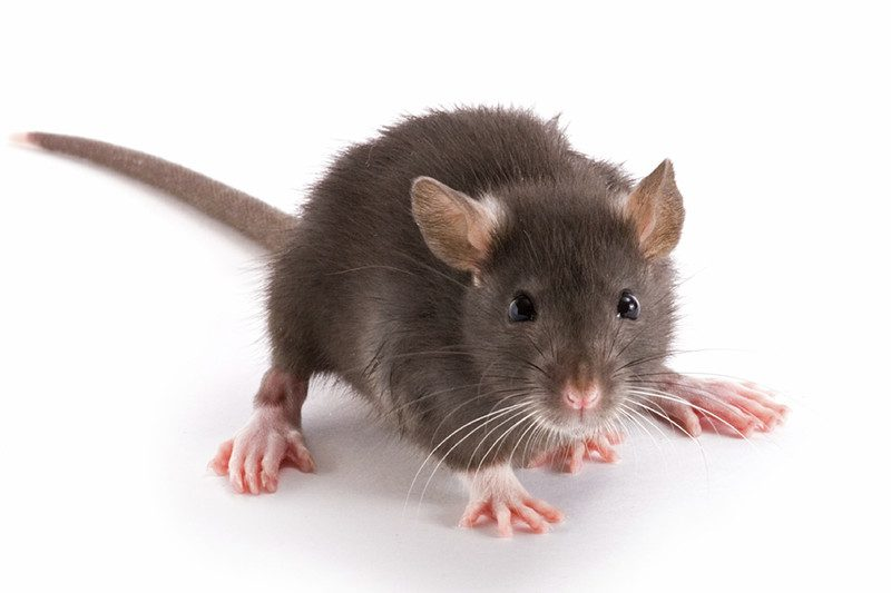 Roof Rat