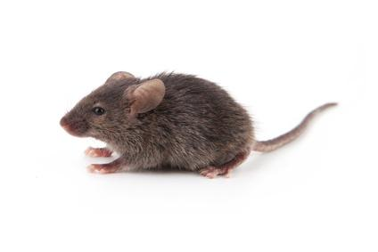 House Mice